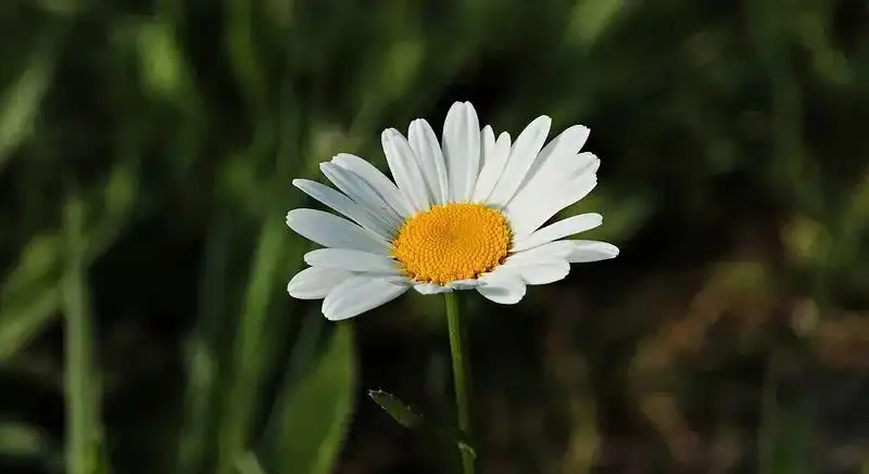 Pyrethrum Extract.jpg